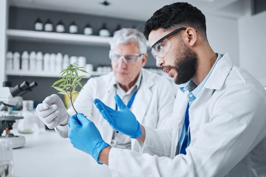 Two scientists examining a cannabis plant in a laboratory