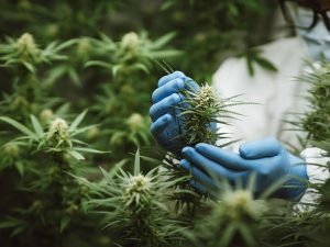 cannabis-compliance-and-regulations