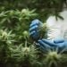 scientist examining a cannabis plant