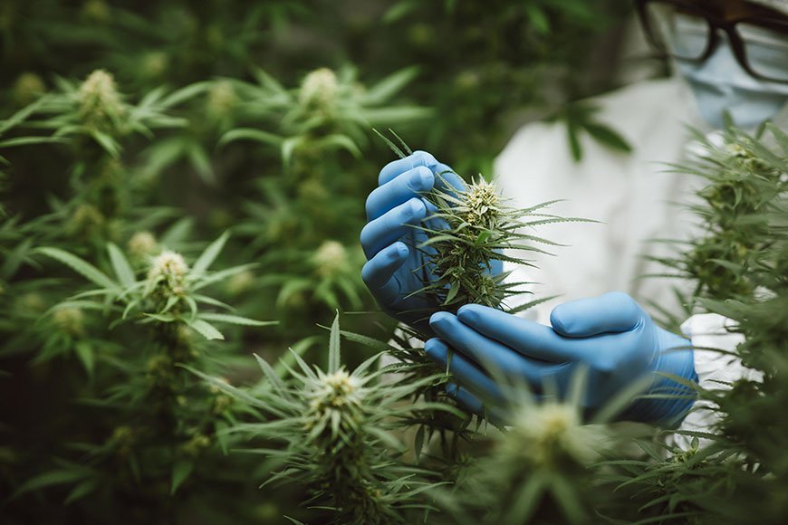 cannabis-compliance-and-regulations