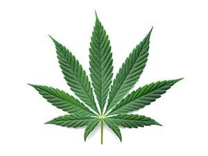 cannabis leaf