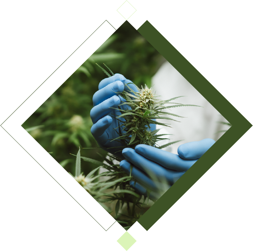 Online Cannabis Courses Programs